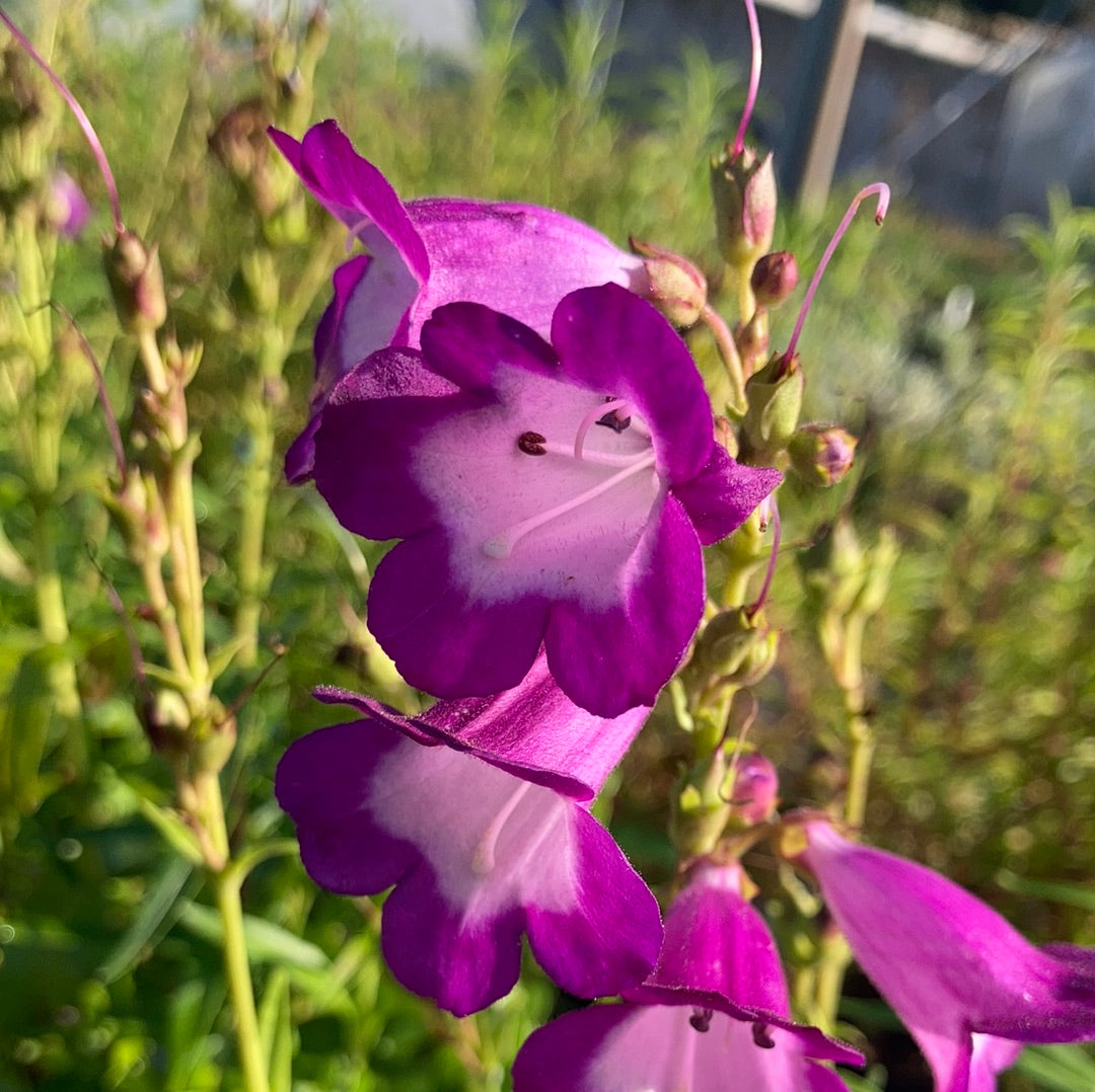 Penstemon Pensham Czar - Champion Plants