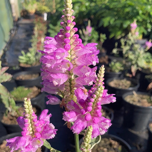 Physostegia Variegata - Champion Plants