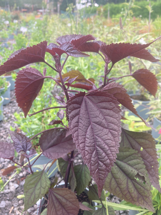 Eupatorium Rugosum 'Chocolate' - Champion Plants