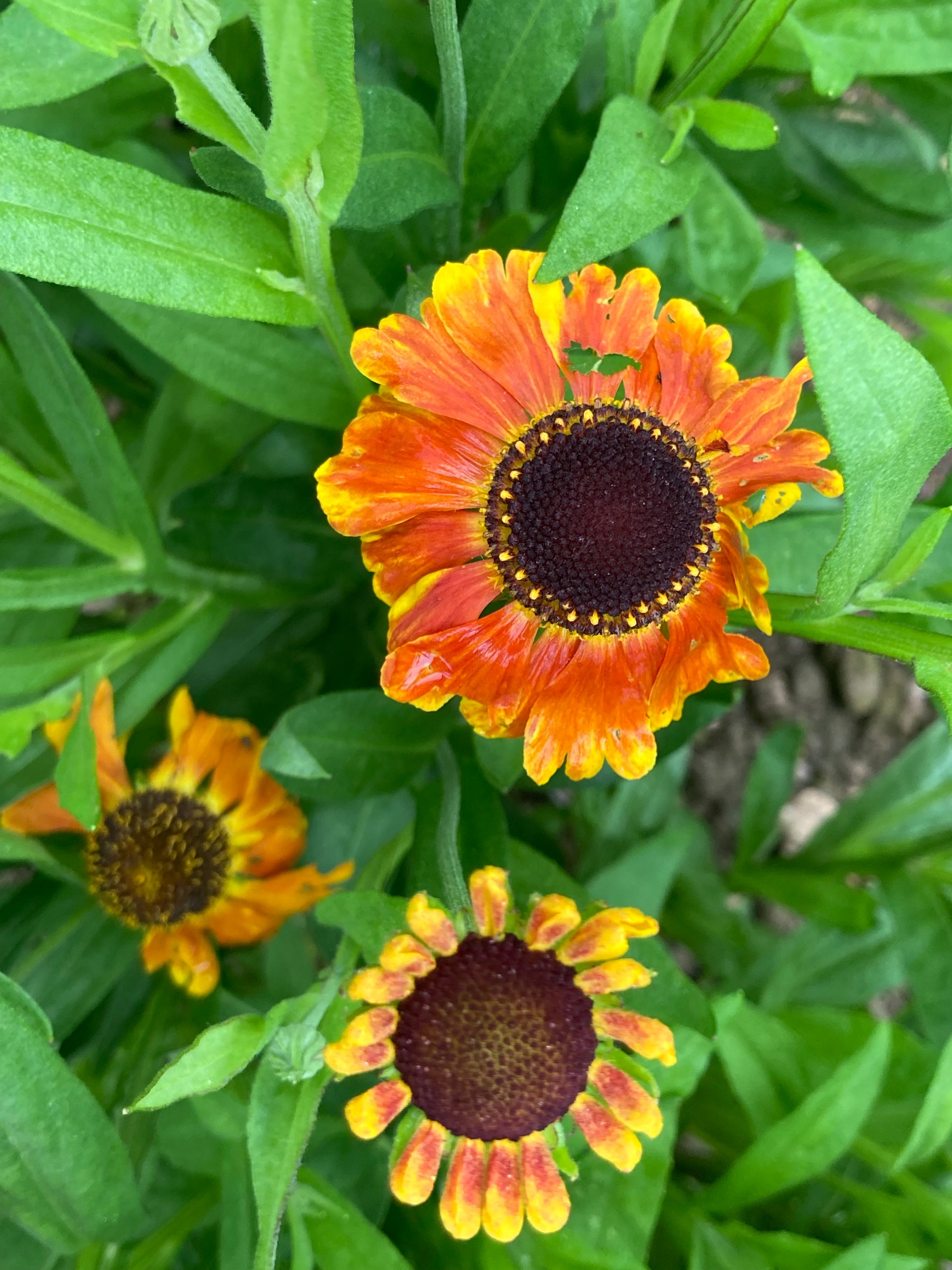 Helenium Sahin's Early Flowerer - AGM - Champion Plants