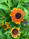 Helenium Sahin's Early Flowerer - AGM - Champion Plants