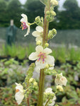 Verbascum chaixii 'Album' - Champion Plants
