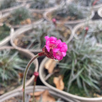 Armeria maritima 'Rubrifolia'