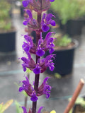 Salvia nemorosa Caradonna - AGM - Champion Plants