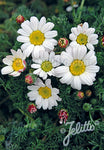 Anacyclus Silver kisses - Champion Plants