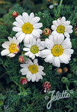 Anacyclus Silver kisses - Champion Plants