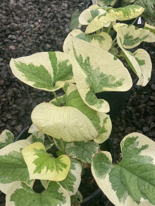 Brunnera macrophylla Variegata - Champion Plants