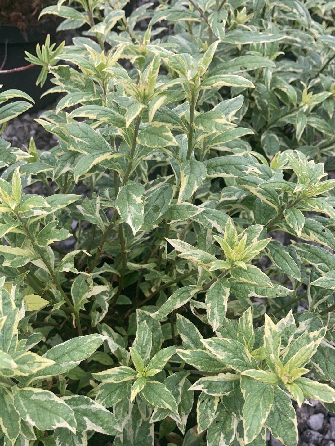 Kalimeris yomena Shogun - Champion Plants