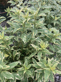 Kalimeris yomena Shogun - Champion Plants