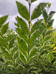 Ligustrum oval. Argenteum - Champion Plants