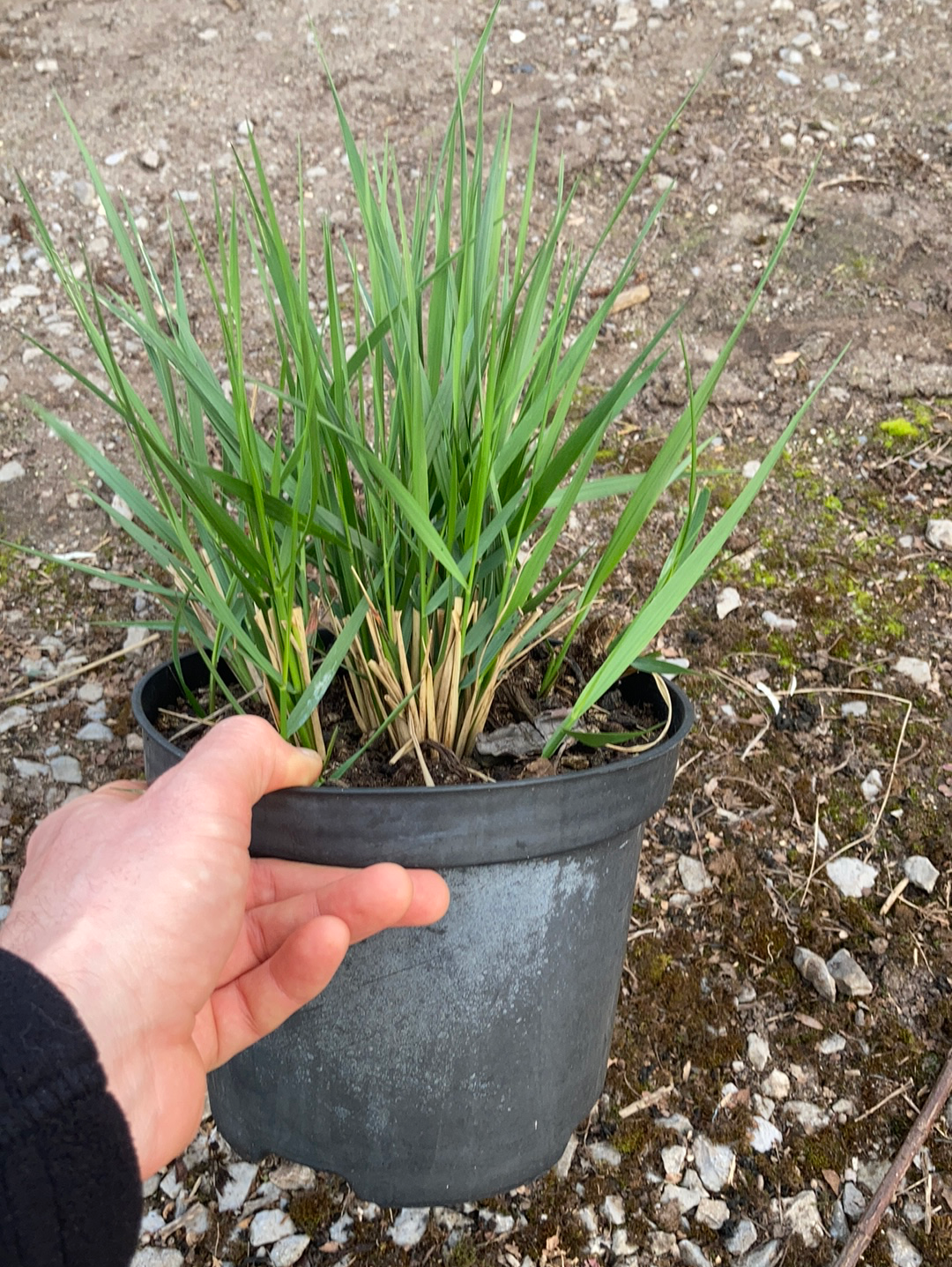 Calamagrostis × acutiflora 'Karl Foerster' - AGM - Champion Plants