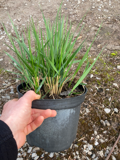 Calamagrostis × acutiflora 'Karl Foerster' - AGM - Champion Plants