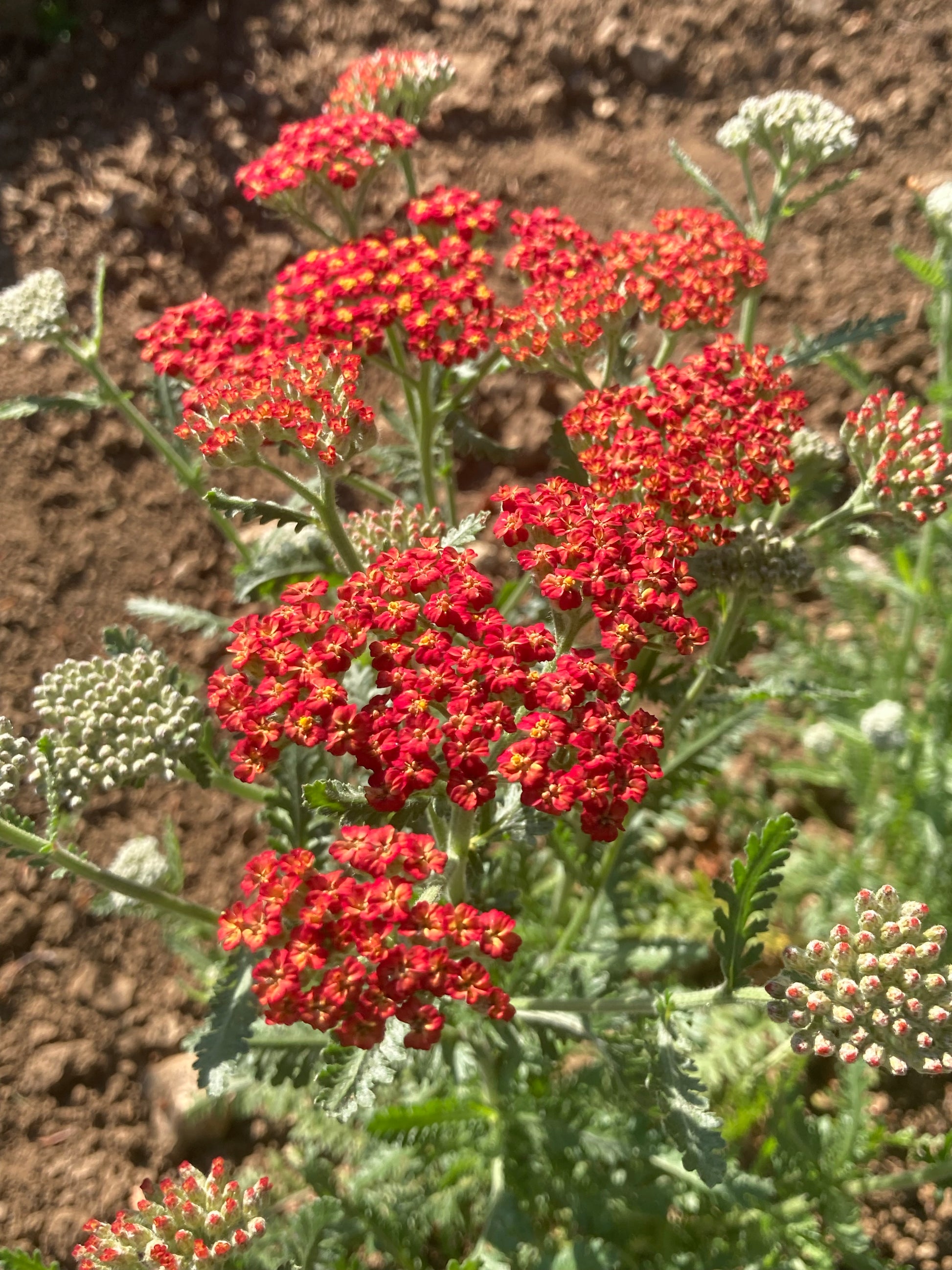 Achillea Walther Funcke - Champion Plants
