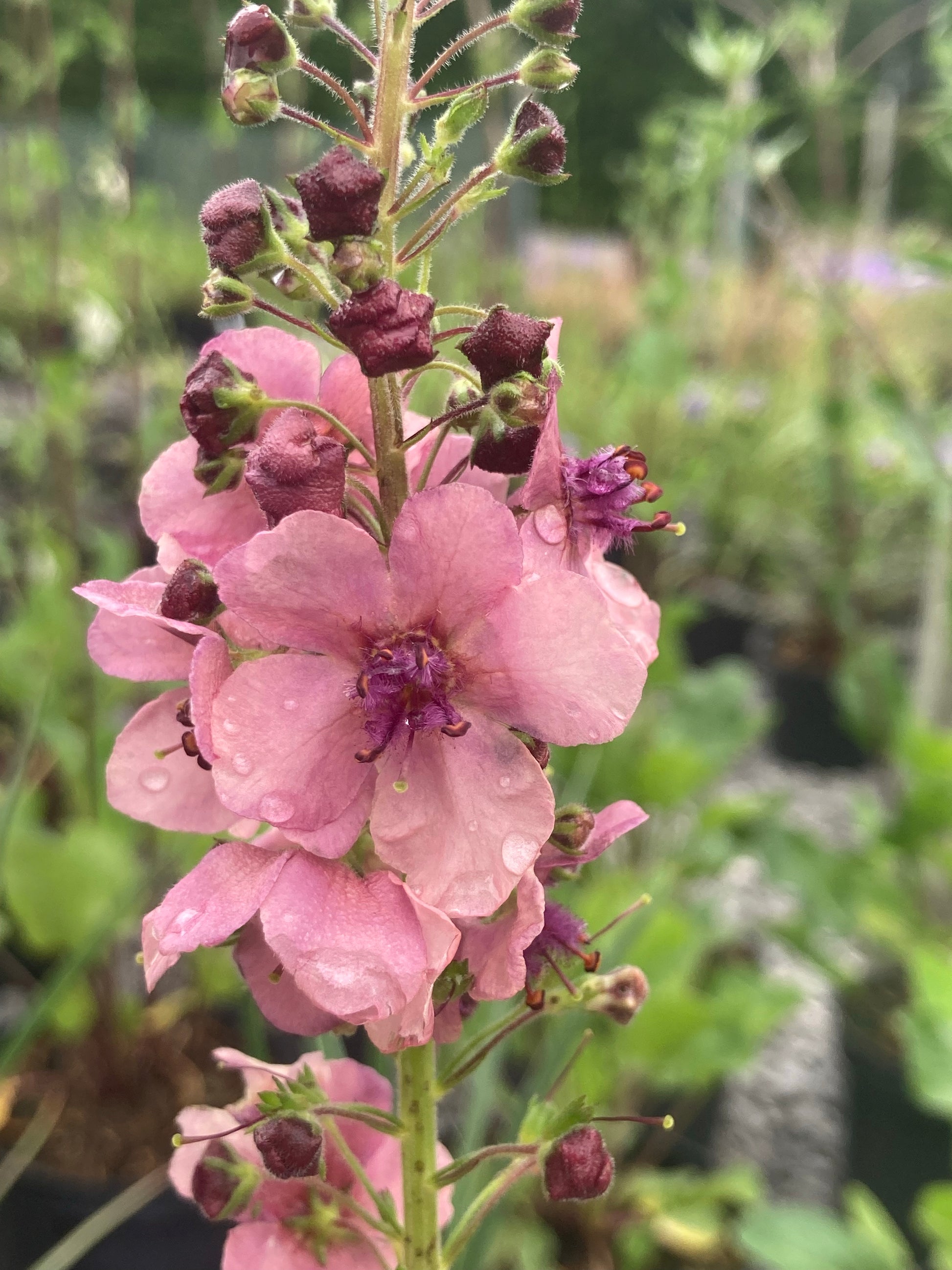 Verbascum 'Southern Charm' - Champion Plants