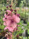 Verbascum 'Southern Charm' - Champion Plants
