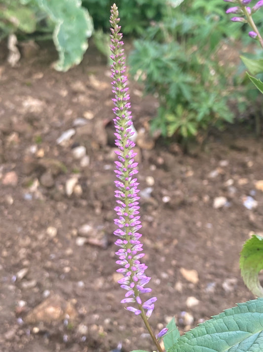 Veronicastrum Fascination - Champion Plants