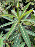 Euphorbia sikkimensis- AGM - Champion Plants