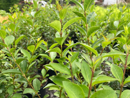 Ligustrum ovalifolium - Champion Plants