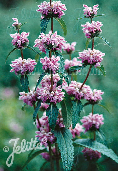 Phlomis tuberosa Bronze Flamingo - Champion Plants
