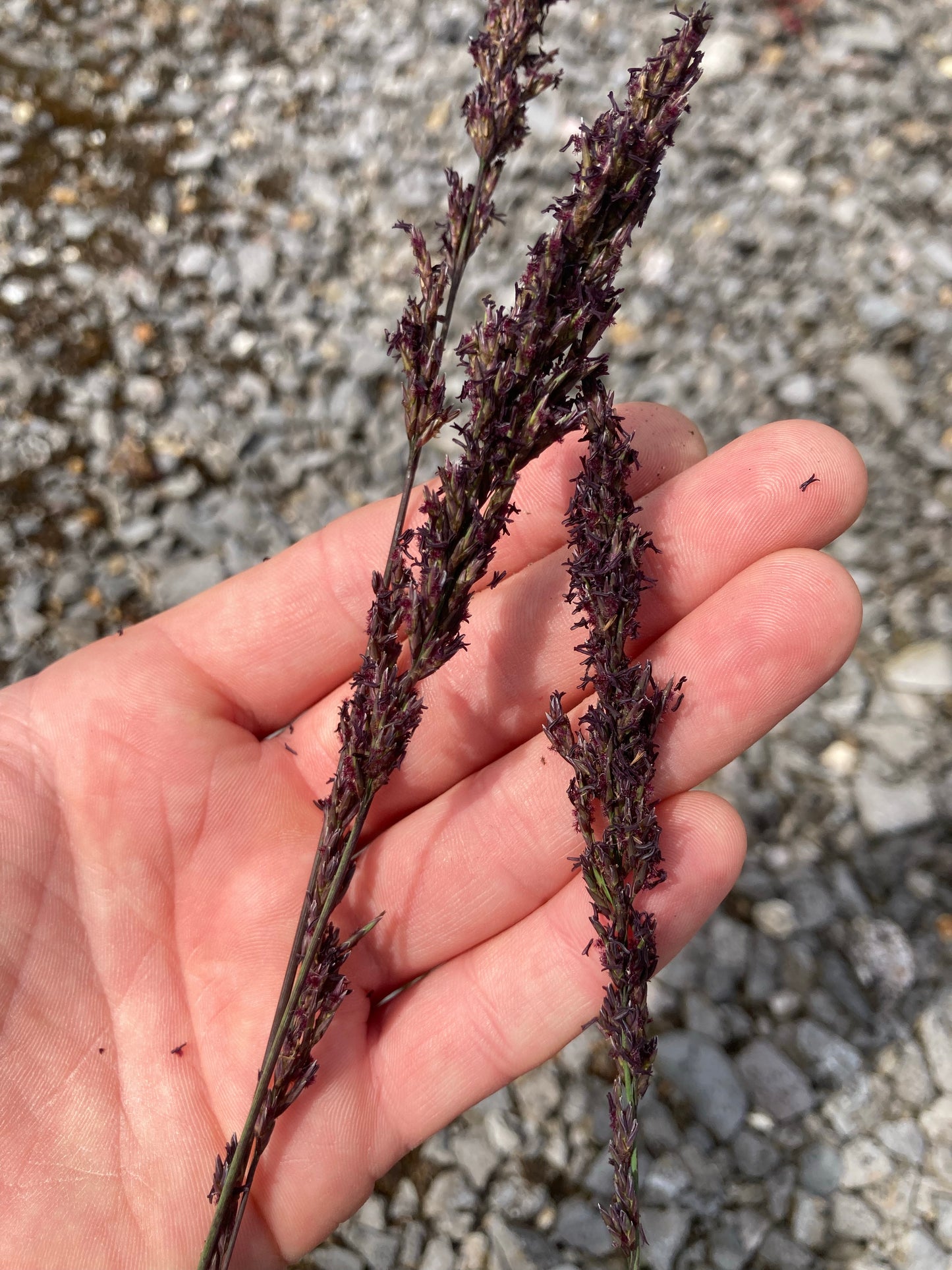Molinia caerulea Edith Dudszus - Champion Plants