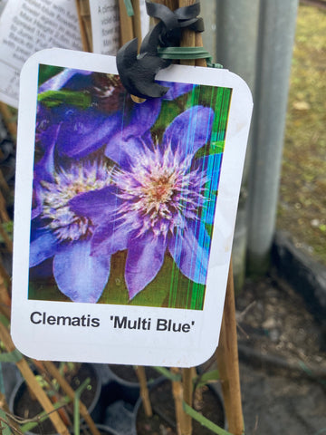 Clematis Multi Blue - Champion Plants