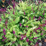 Persicaria Golden Arrow - Champion Plants