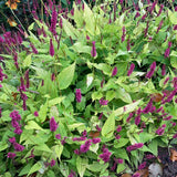 Persicaria Golden Arrow - Champion Plants