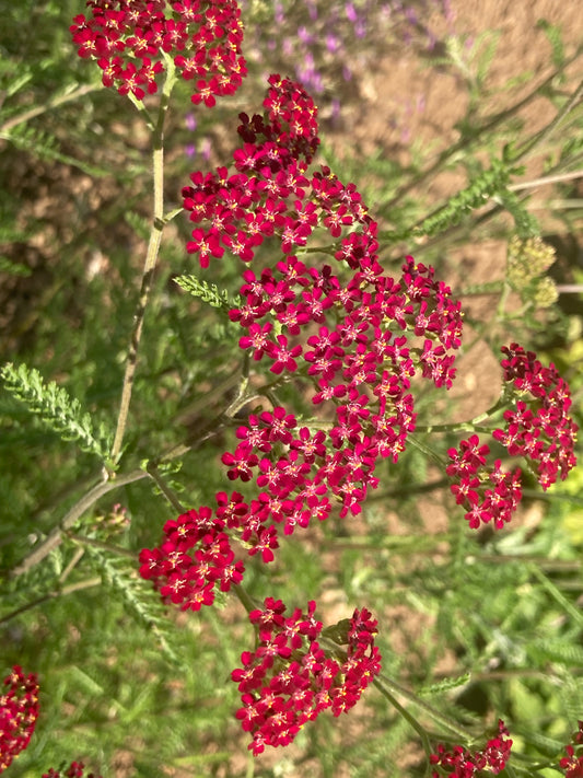 Achillea Cassis - Champion Plants