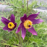 Pulsatilla vulgaris  'Violet Bells'