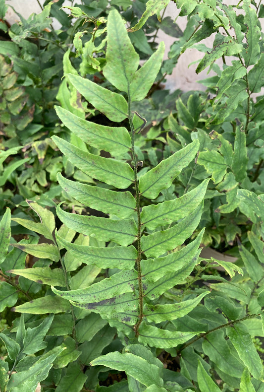 Cyrtomium fortunei - AGM - Champion Plants