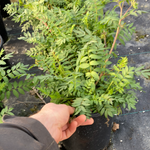 Polemonium 'Lambrook Mauve' - Champion Plants