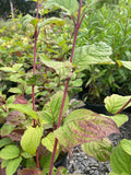 Cornus alba Sibirica - Champion Plants