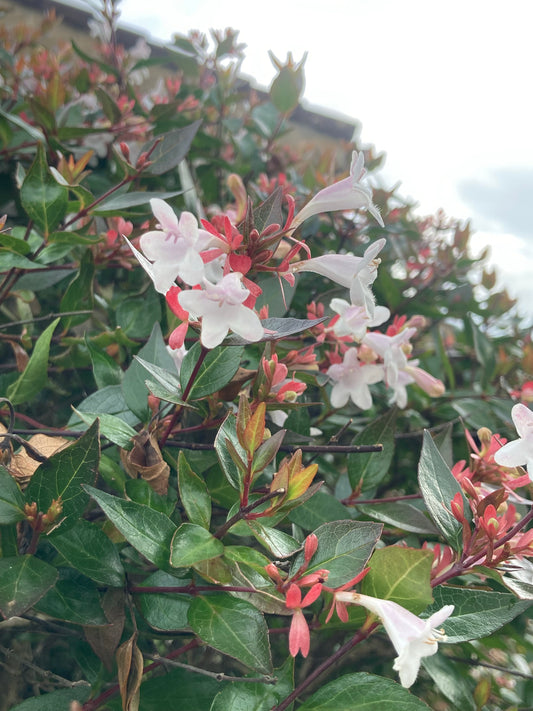 Abelia grandiflora - Champion Plants