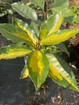 Elaeagnus x pungens 'Frederici' - Champion Plants