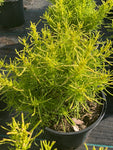 Santolina rosmarinifolia Lemon Fizz - AGM - Champion Plants