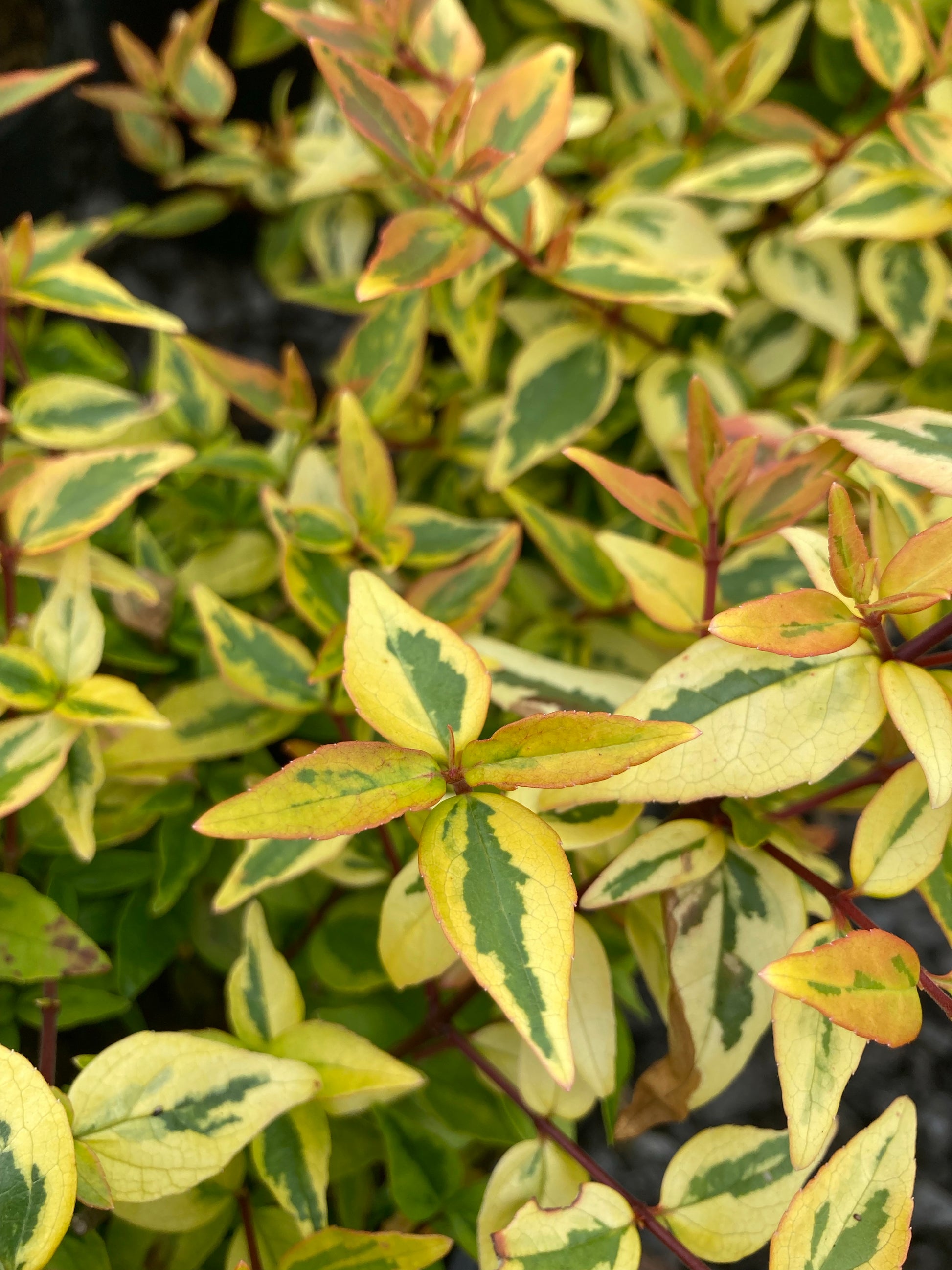 Abelia grandiflora Kaleidoscope - Champion Plants