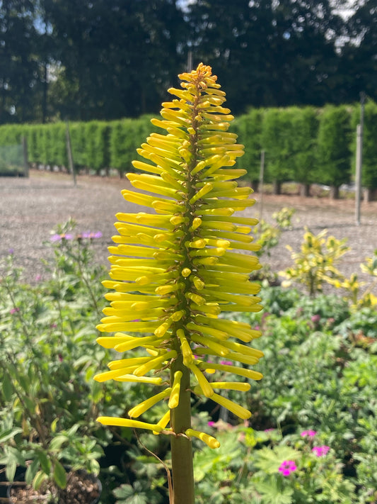 Kniphofia Dorset Sentry - Champion Plants