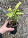 Aucuba Golden King - AGM - Champion Plants