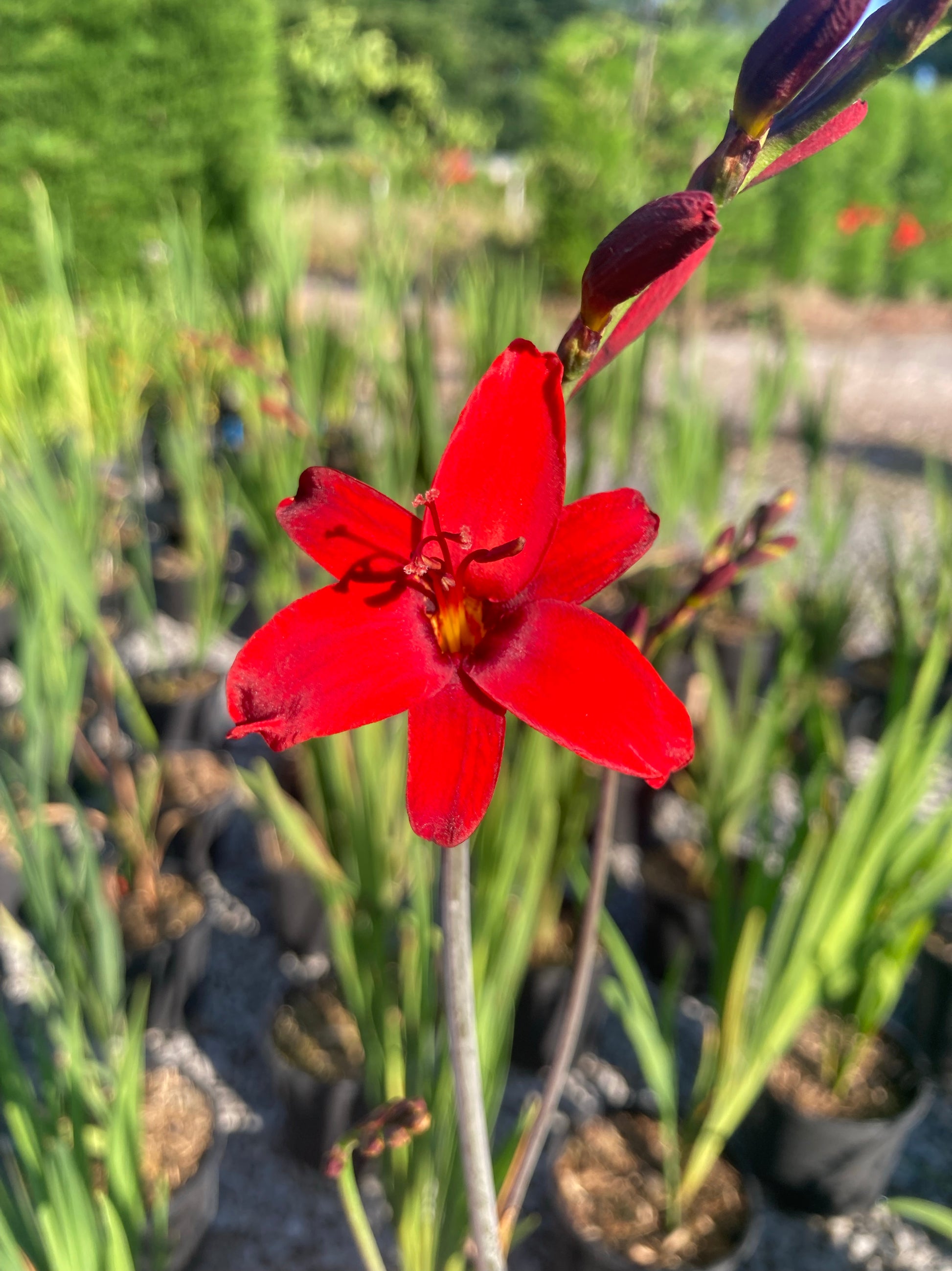 Crocosmia Hellfire - Champion Plants