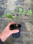 Thalictrum rochebrunianum var. grandisepalum - AGM - Champion Plants