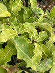 Pittosporum Abbotsbury Gold - Champion Plants
