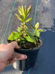 Phlox paniculata Purple Flame - Champion Plants