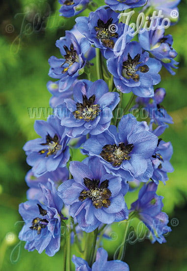 Delphinium Pacific Giants Blue Jay - Champion Plants