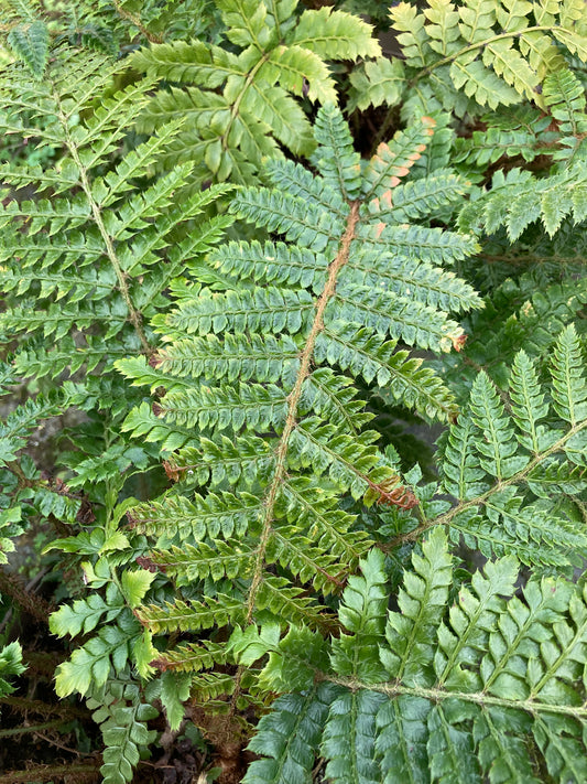 Polystichum polyblepharum AGM - Champion Plants