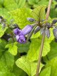 Clematis heracleifolia Cote d'Azur - Champion Plants
