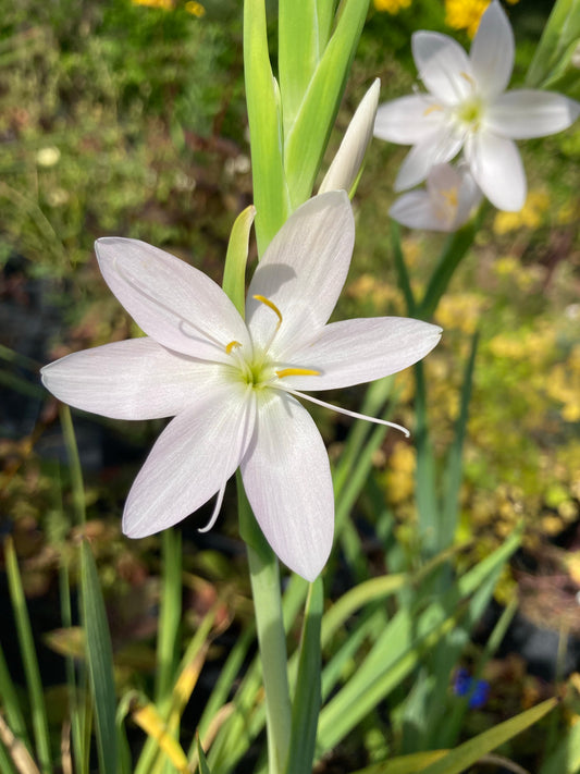 Hesperantha coccinea 'Ice Maiden' - Champion Plants