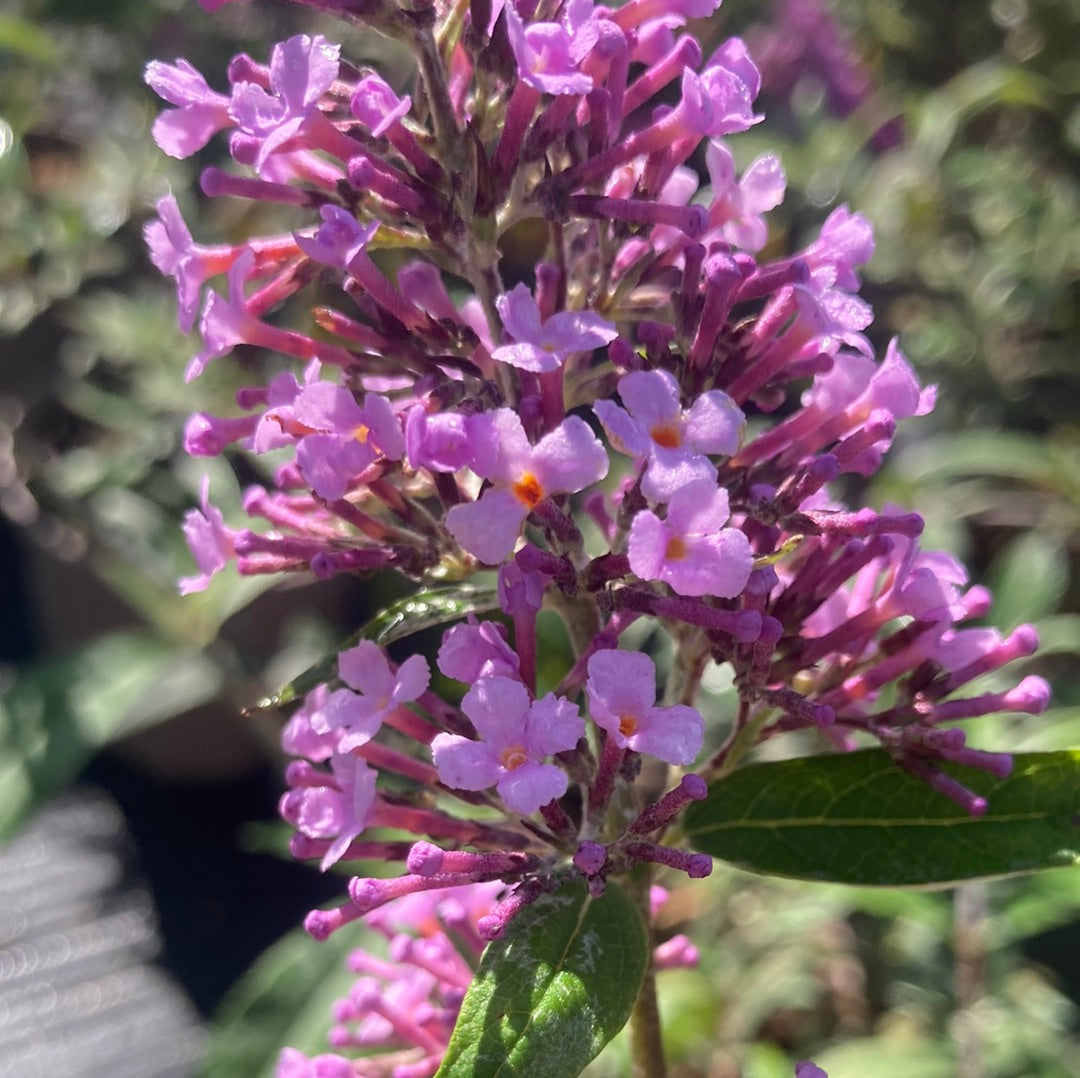Buddleja (Buddleia) Gulliver - Champion Plants
