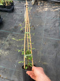 Clematis Huldine - AGM - Champion Plants