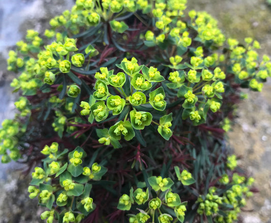 Euphorbia cyparissias Fens Ruby - Champion Plants