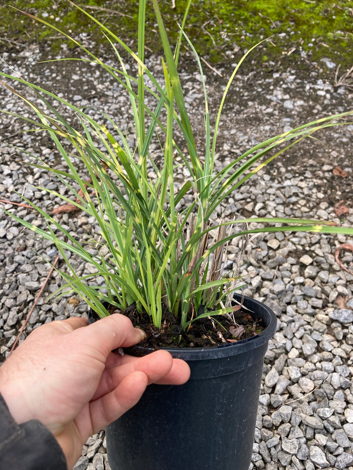 Miscanthus Zebrinus - Champion Plants